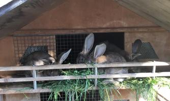 A group of rabbits is sitting relaxed on a balcony and eating fresh grass. In the background, a simple wooden hutch can be seen.