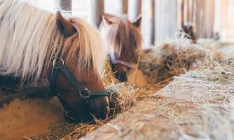 Two ponies are eating hay in a barn. The surroundings are bright and rustic, with wooden posts in the background.