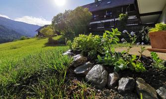 A beautiful garden with green plants and stones. In the background, there is a house and the sun is shining bright.