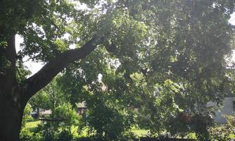 A beautiful garden with tables and chairs under a large tree. The atmosphere is calm and inviting.
