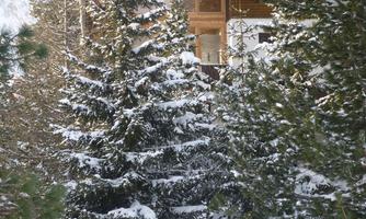 A wooden house surrounded by snow-covered fir trees. The scene radiates a tranquil winter atmosphere.