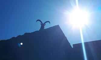 A mountain goat stands on a rock against the bright sunshine. The sky is clear and blue.