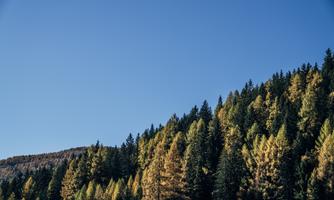 A landscape with a wooded hill and clear blue sky. The trees display autumn colors with shades of yellow.
