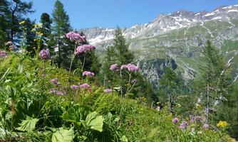 A blooming meadow with purple and yellow flowers in the Alps. In the background, majestic mountains and a clear blue sky can be seen.