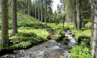 A quiet stream flows through a green forest with tall trees. Nature is lush and idyllic.