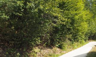 A narrow path surrounded by dense, green trees. The sun is shining, and there is a clear sky visible.