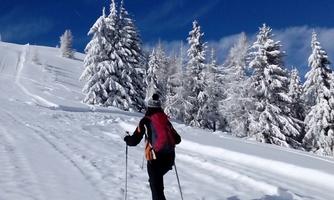A skier hikes up a snowy hill. The sky is clear and blue, surrounded by snow-covered trees.