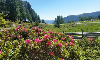 A green meadow landscape with colorful, blooming shrubs in the foreground. In the background, trees and gentle hills are visible under a clear blue sky.