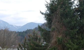 A view of a wooded landscape with tall trees. In the background, mountains and a gray sky can be seen.