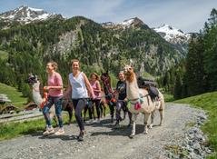 Wanderung mit Lamas
