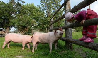 A child wearing a hat curiously looks over a fence at two pink pigs. In the background, trees and a green meadow can be seen.