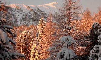 A snow-covered mountain landscape with wintery fir trees. The trees are bathed in warm light, while the mountain peaks are visible.