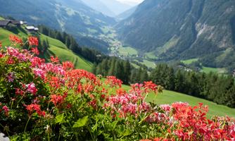 A picturesque valley surrounded by mountains, with colorful flowers in the foreground. The green landscape extends to the horizon.
