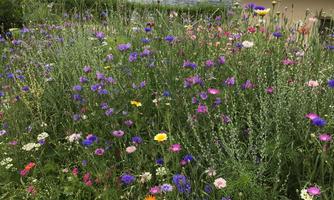 A blooming field with colorful wildflowers. In the background, mountains and a lake are visible.
