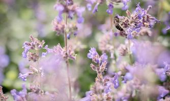 Colorful purple flowers with a gentle background. A bee buzzes around the blossoms.