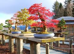 Bonsai Bonsai