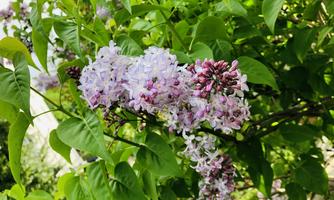 A blooming lilac plant with purple and white flowers. Surrounded by green leaves.