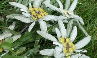 Edelweiss flowers grow in green grass. They have white petals and yellow centers.