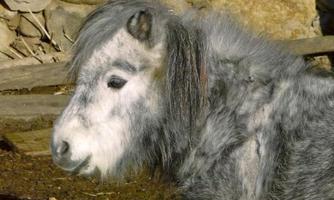 A gray pony with soft fur and long hair stands near some stones. In the background, natural elements of the surroundings are visible.