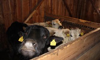 A barn with several cows standing behind a wooden barrier. The animals have yellow ear tags and are curiously looking at the camera.