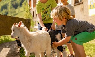Three children are playing with goats on a farm. The sun is shining, and the surroundings are green and idyllic.