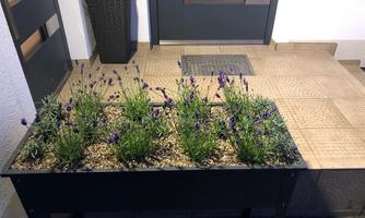 A flower box with lavender blossoms in front of a front door. The area is organized and invitingly designed.