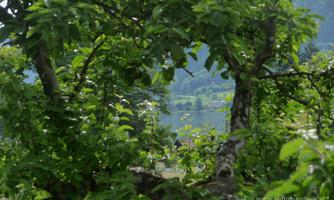 A view through green branches of a calm lake and gentle hills in the background. Nature seems peaceful and inviting.