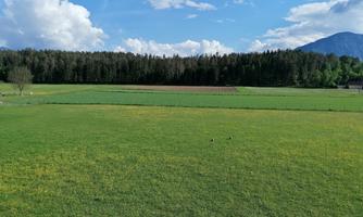 A wide, green meadow under a clear sky. In the background, trees and a mountain are visible.