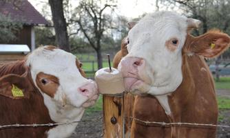 Two cows stand side by side, curiously looking at a feeding trough. The background shows a rural setting with trees.