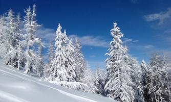 A winter landscape with snow-covered fir trees and a clear blue sky. The snow sparkles in the sun and the sky is partly cloudy.