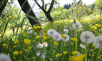 A blooming meadow full of dandelions and yellow buttercups. In the background, green trees and a clear sky can be seen.