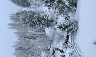 A snowy landscape with tall fir trees and a quiet stream. The sky is overcast and the surroundings feel peaceful and wintry.