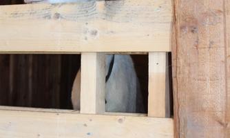 Two goats are standing behind a wooden railing. One goat is peering out curiously, while the other is partially visible.