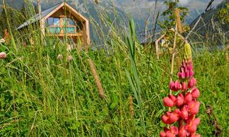 A blooming meadow with colorful flowers and a small wooden house in the background. The sky is blue with some clouds.