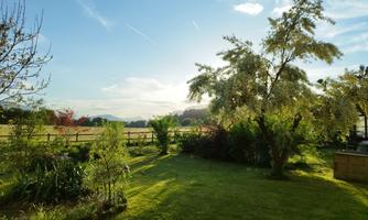 A beautiful garden with green plants and trees. The sky is clear and the sun is shining.