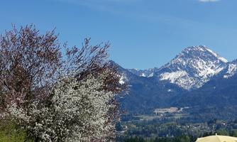 A picturesque landscape with blooming trees and snow-covered mountains in the background. The clear blue sky and the green grass create a relaxed atmosphere.