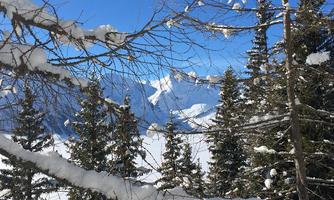 A snowy mountain landscape with tall fir trees and a clear blue sky. Snow-covered peaks are visible in the background.