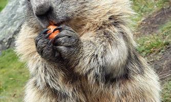 A marmot is sitting on the ground, holding a carrot in its front paws. It has soft, gray fur and is looking curiously at the camera.