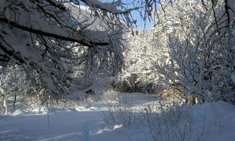 A snowy landscape with tall, snow-covered trees. The sky is clear and blue, and the scene radiates tranquility and peace.