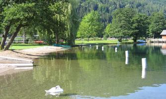 A tranquil lake with clear water and green trees. In the foreground, a swan is swimming.