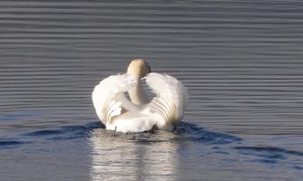 A beautiful swan swims on calm water. The soft light reflects on the surface of the image.