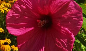 A large pink flower is in the foreground. In the background, yellow flowers can be seen.