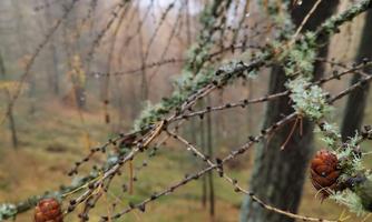 A foggy forest with branches covered in moss. Some pine cones are hanging from the branches.