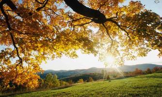 A picturesque landscape with colorful autumn foliage and radiant sunlight. In the background, gentle hills and a clear sky can be seen.