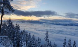 A snowy winter landscape with tall fir trees and a sea of clouds. The sky is gently tinted at sunrise.