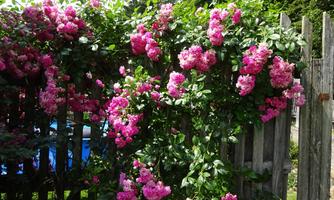 Blumenpracht