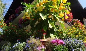 A colorful garden landscape with bright yellow flowers and many colorful plants. The background features a house with blooming flower pots.