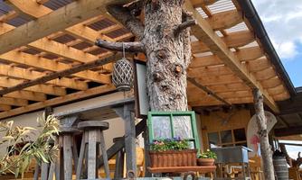 A rustic restaurant with a wooden structure and a large tree support. In the foreground, there is a tub with stones and flowers.