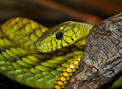 Reptilienzoo Nockalm_Schlange_01 Reptilienzoo Nockalm_Schlange_01
