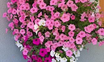 A beautiful hanging flower pot with many pink, purple, and white petunias. The flowers are lush and add color to the room.
